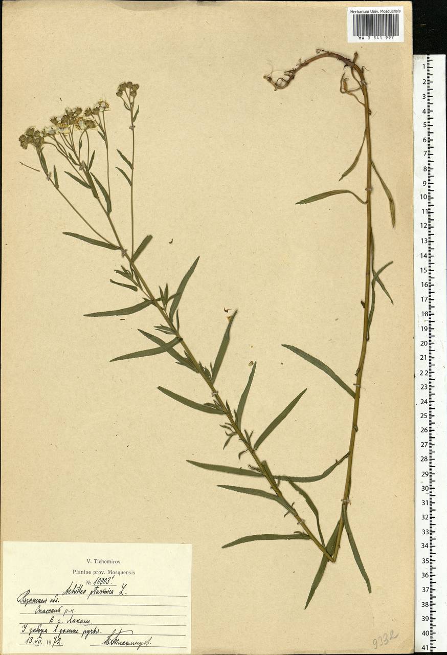 Achillea ptarmica subsp. ptarmica, Eastern Europe, Central region (E4) (Russia)