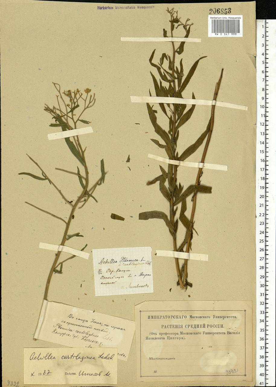 Achillea salicifolia subsp. salicifolia, Eastern Europe, Central region (E4) (Russia)