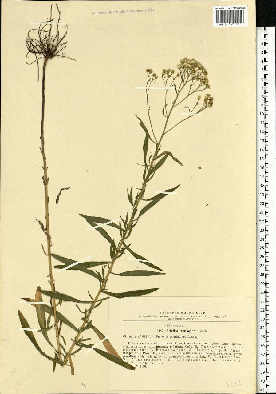 Achillea salicifolia subsp. salicifolia, Eastern Europe, Central region (E4) (Russia)