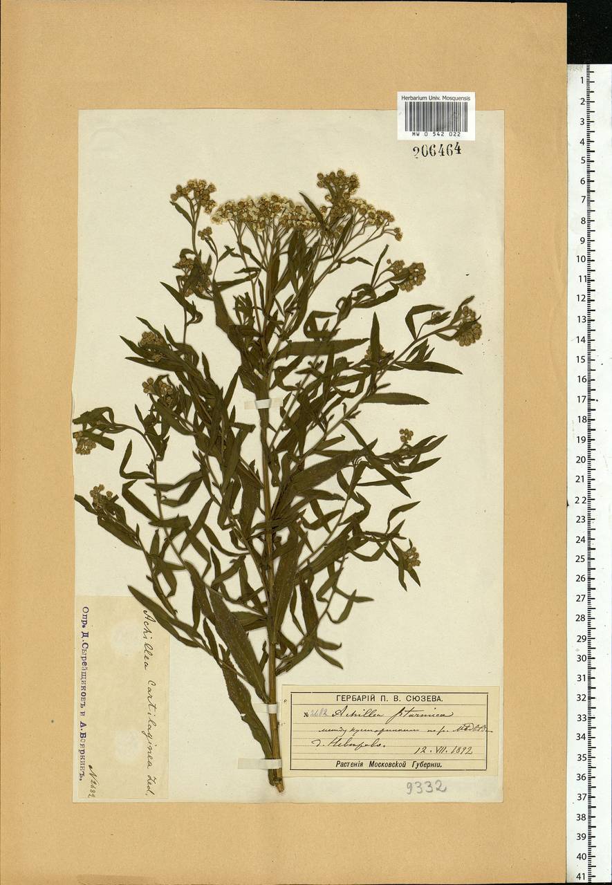 Achillea salicifolia subsp. salicifolia, Eastern Europe, Moscow region (E4a) (Russia)
