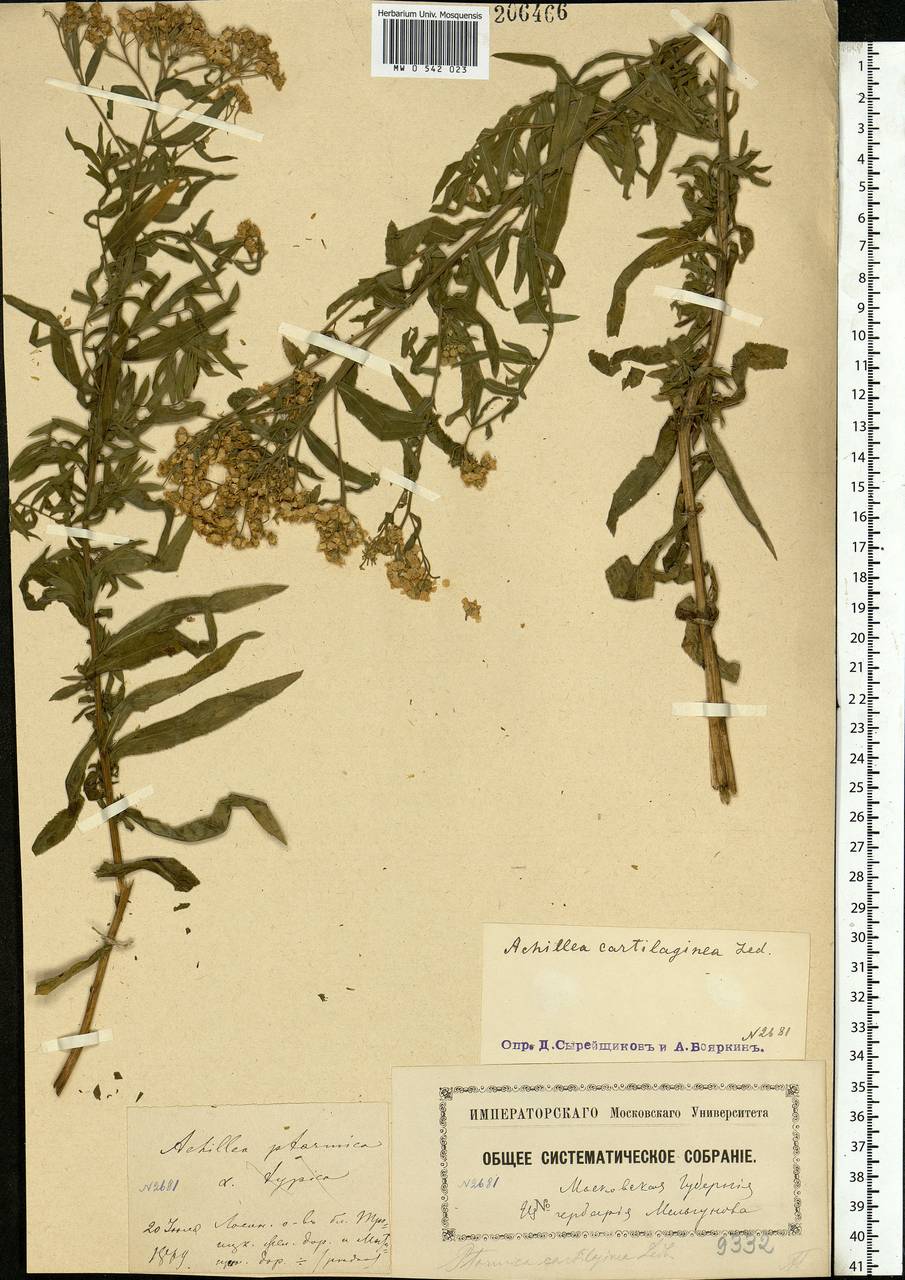 Achillea salicifolia subsp. salicifolia, Eastern Europe, Moscow region (E4a) (Russia)