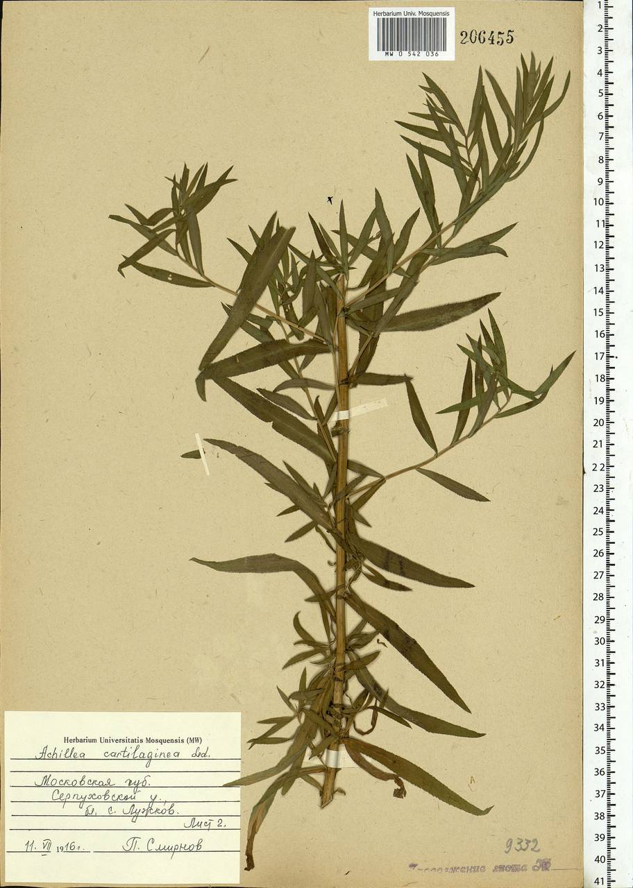 Achillea salicifolia subsp. salicifolia, Eastern Europe, Moscow region (E4a) (Russia)