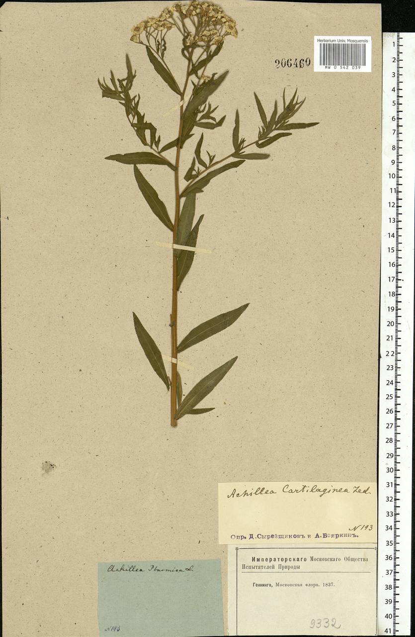 Achillea salicifolia subsp. salicifolia, Eastern Europe, Moscow region (E4a) (Russia)