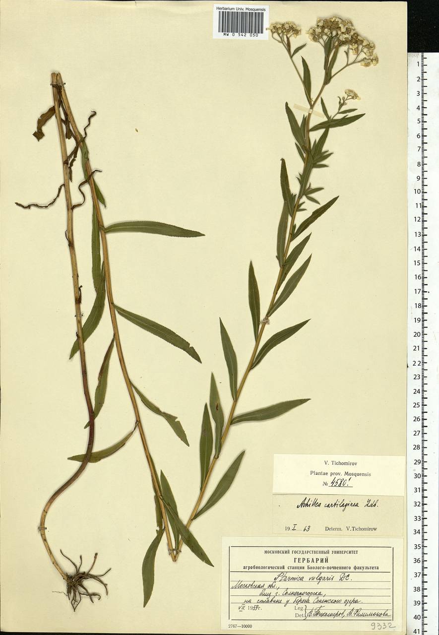 Achillea salicifolia subsp. salicifolia, Eastern Europe, Moscow region (E4a) (Russia)