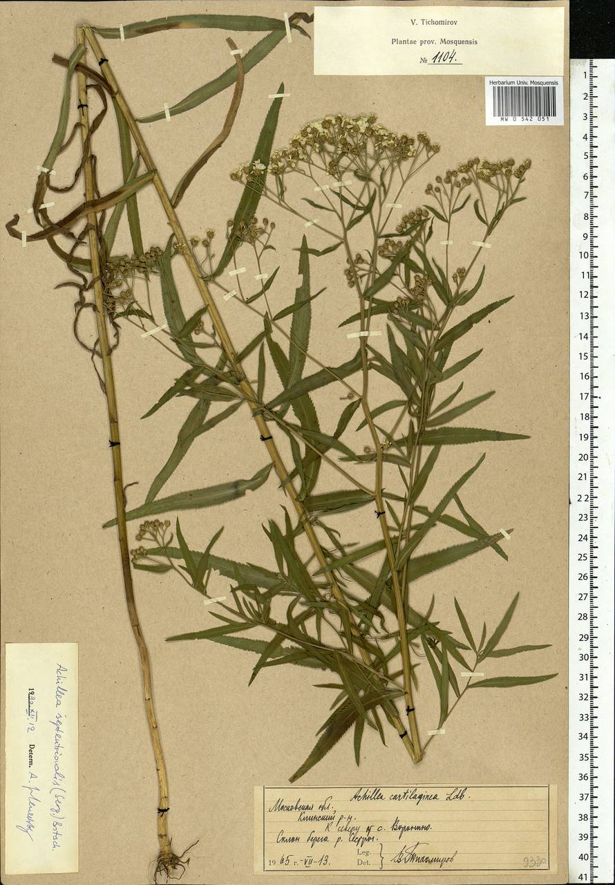 Achillea salicifolia subsp. salicifolia, Eastern Europe, Moscow region (E4a) (Russia)