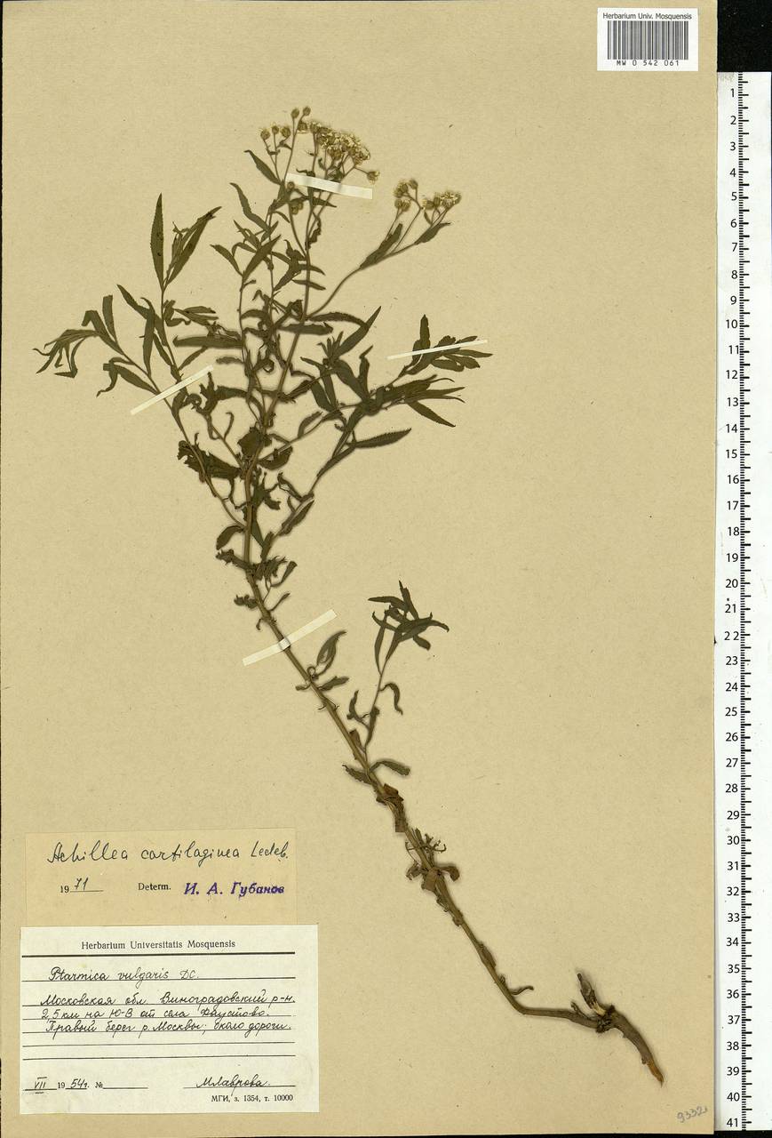 Achillea salicifolia subsp. salicifolia, Eastern Europe, Moscow region (E4a) (Russia)