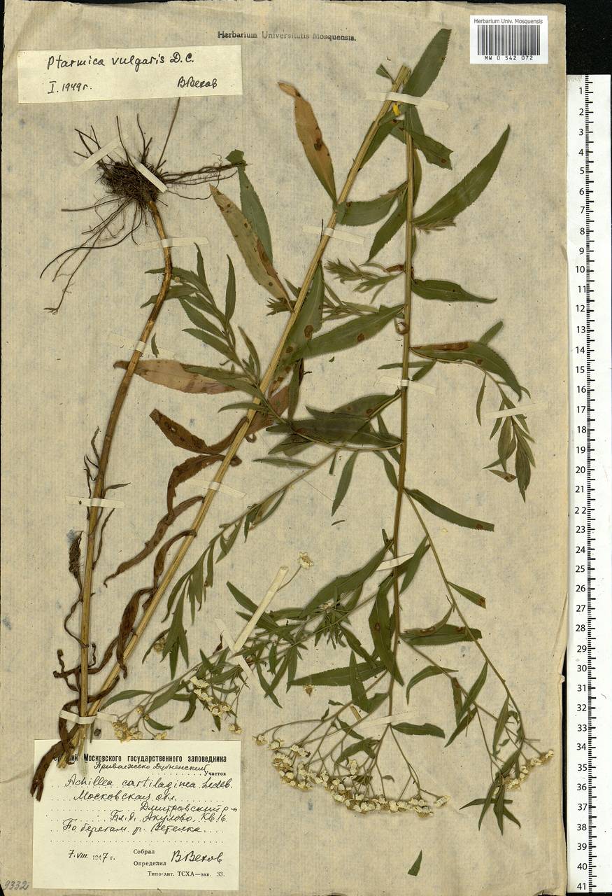 Achillea salicifolia subsp. salicifolia, Eastern Europe, Moscow region (E4a) (Russia)