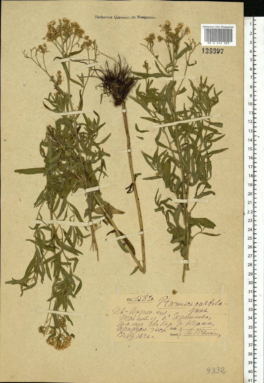 Achillea salicifolia subsp. salicifolia, Eastern Europe, Central forest region (E5) (Russia)