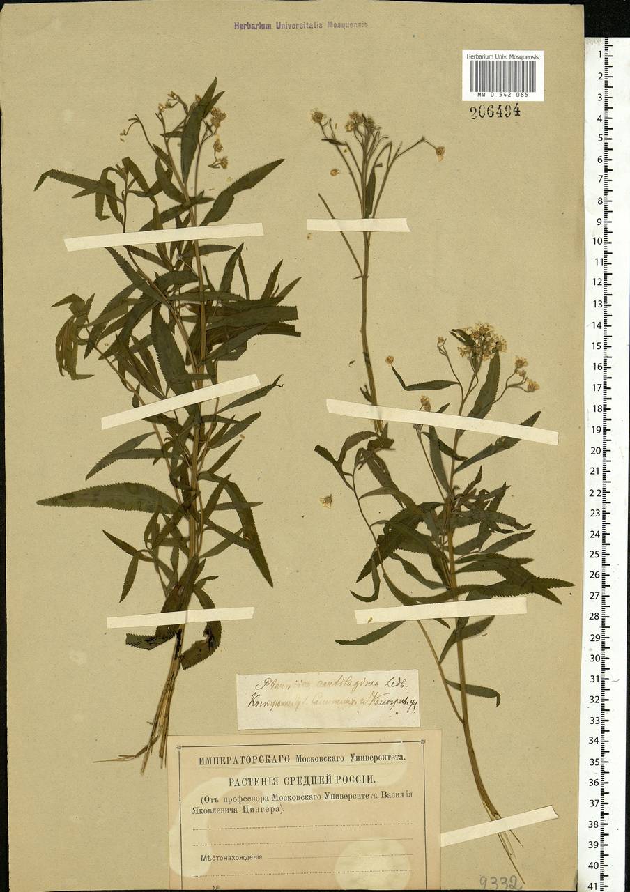 Achillea salicifolia subsp. salicifolia, Eastern Europe, Central forest region (E5) (Russia)