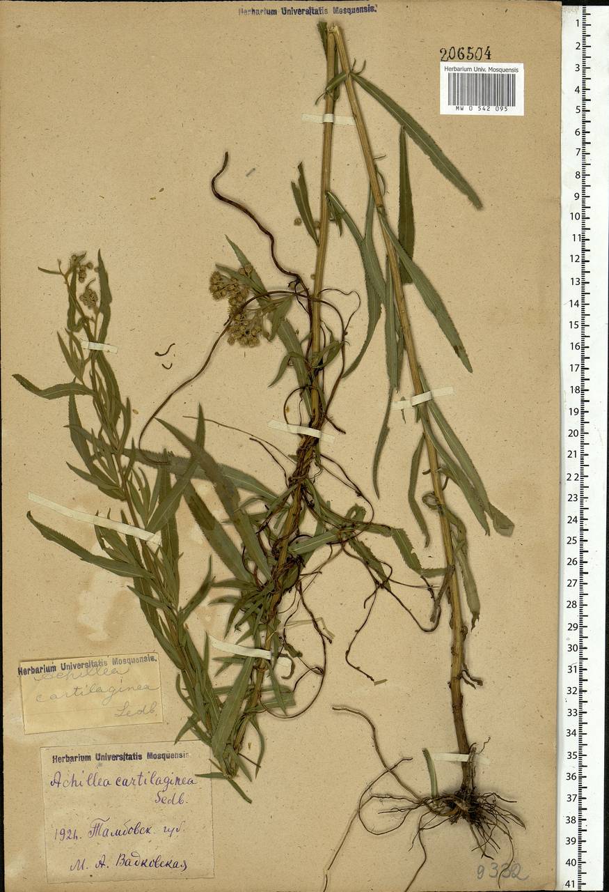 Achillea salicifolia subsp. salicifolia, Eastern Europe, Central forest-and-steppe region (E6) (Russia)