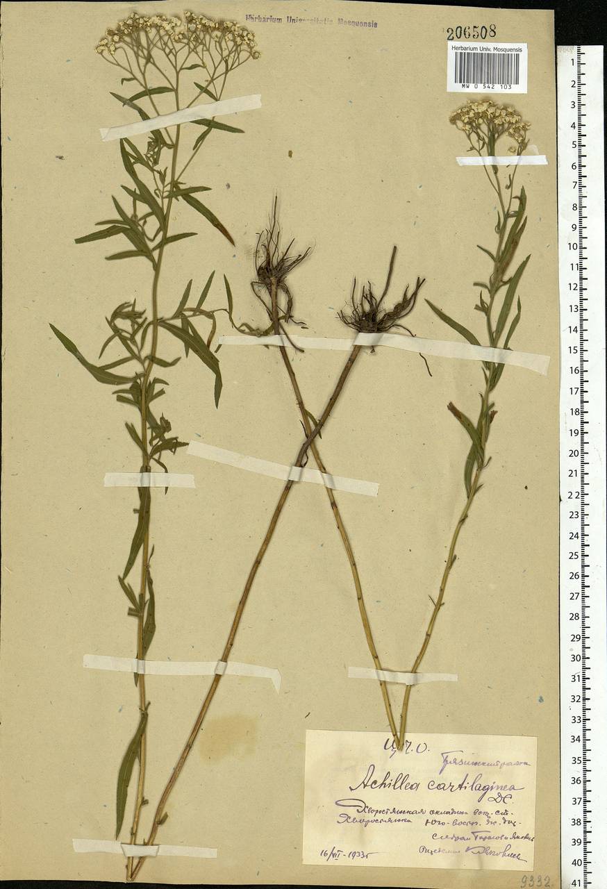 Achillea salicifolia subsp. salicifolia, Eastern Europe, Central forest-and-steppe region (E6) (Russia)