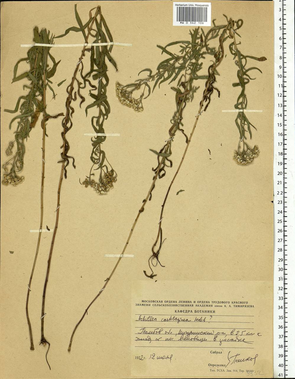 Achillea salicifolia subsp. salicifolia, Eastern Europe, Central forest-and-steppe region (E6) (Russia)