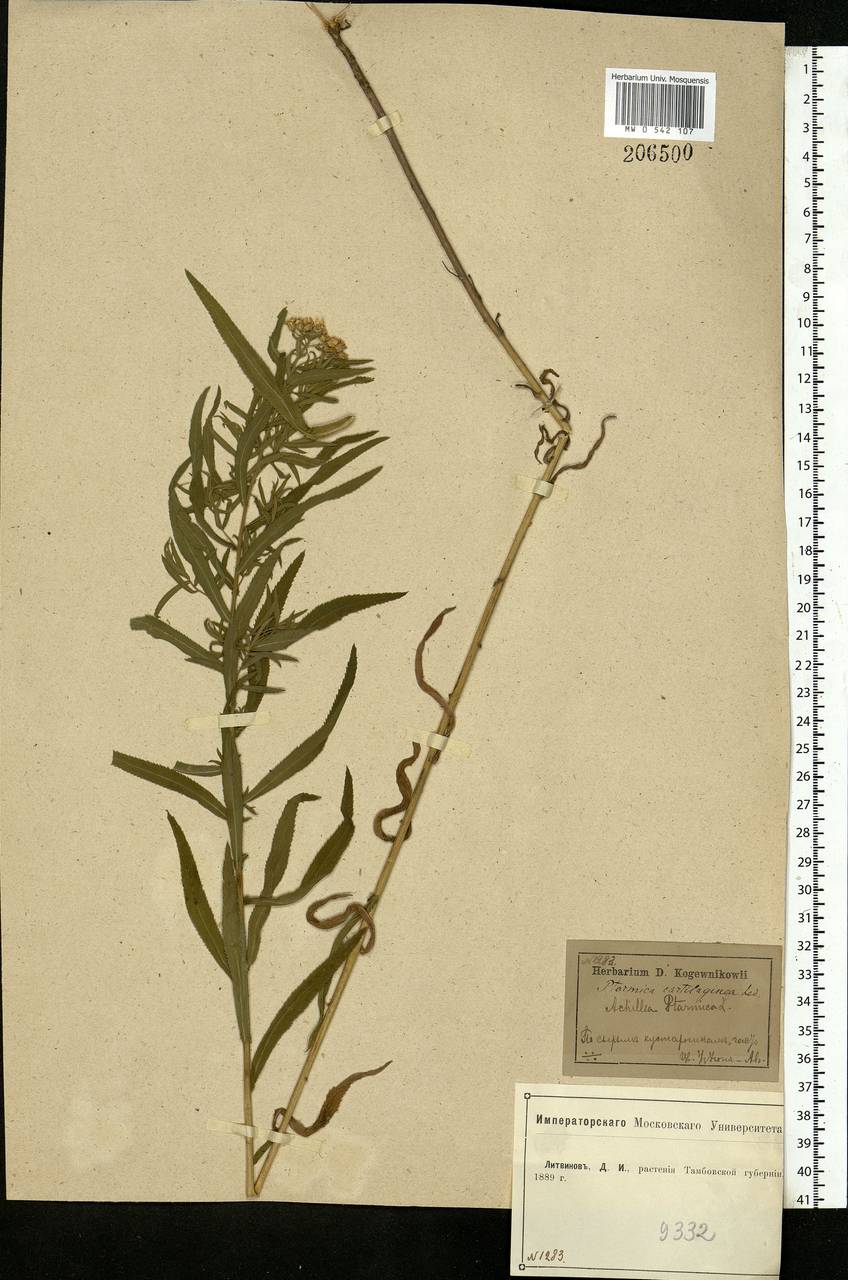 Achillea salicifolia subsp. salicifolia, Eastern Europe, Central forest-and-steppe region (E6) (Russia)