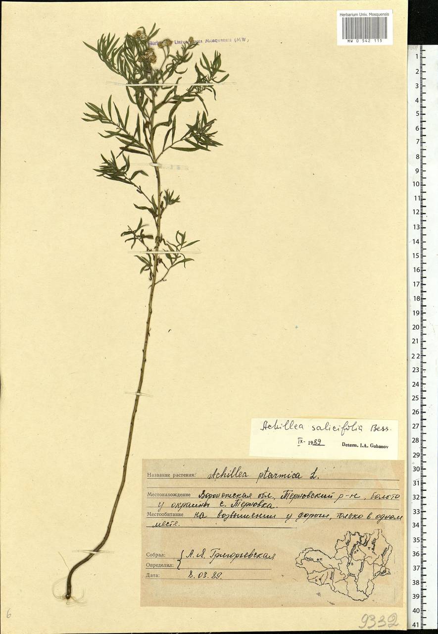 Achillea salicifolia subsp. salicifolia, Eastern Europe, Central forest-and-steppe region (E6) (Russia)