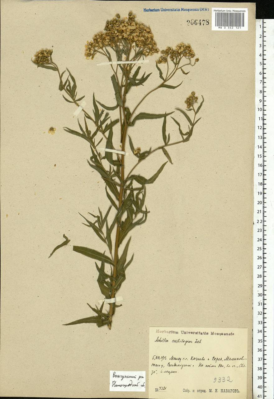 Achillea salicifolia subsp. salicifolia, Eastern Europe, Volga-Kama region (E7) (Russia)