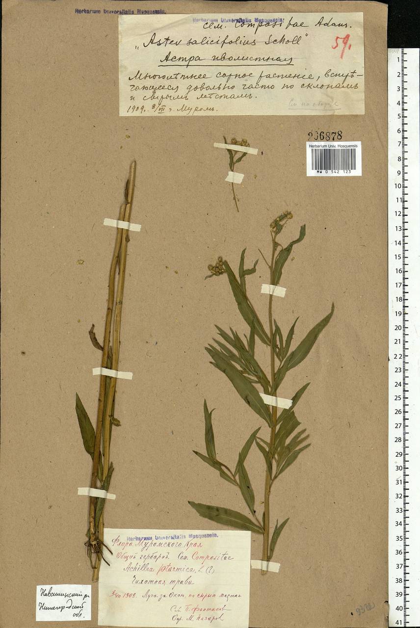 Achillea salicifolia subsp. salicifolia, Eastern Europe, Central region (E4) (Russia)