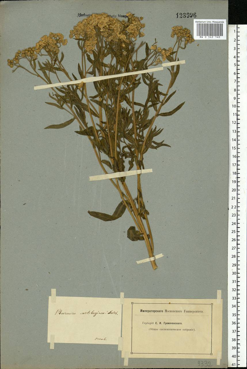 Achillea salicifolia subsp. salicifolia, Eastern Europe, Eastern region (E10) (Russia)