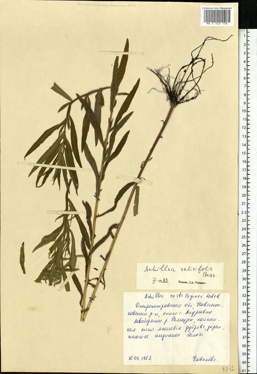 Achillea salicifolia subsp. salicifolia, Eastern Europe, South Ukrainian region (E12) (Ukraine)