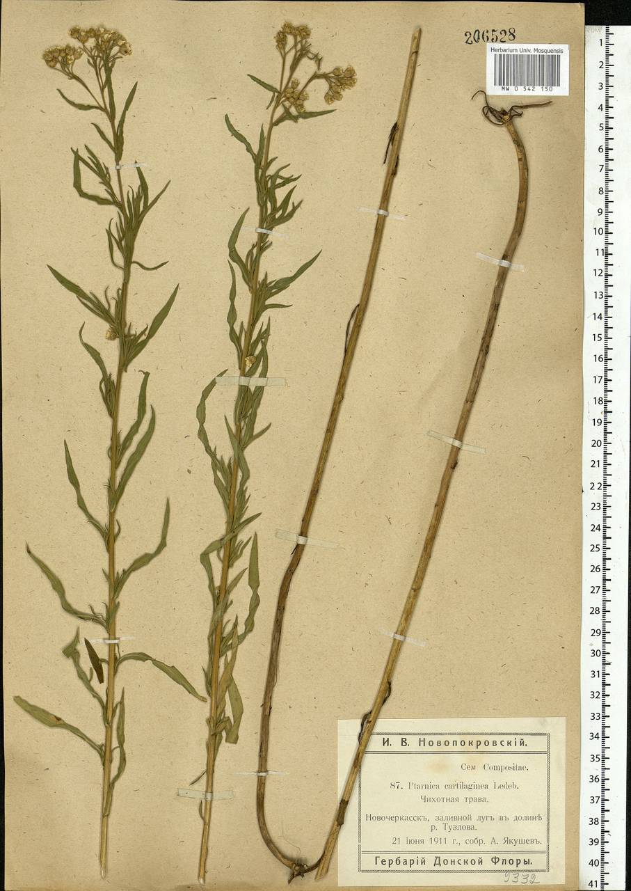 Achillea salicifolia subsp. salicifolia, Eastern Europe, Rostov Oblast (E12a) (Russia)