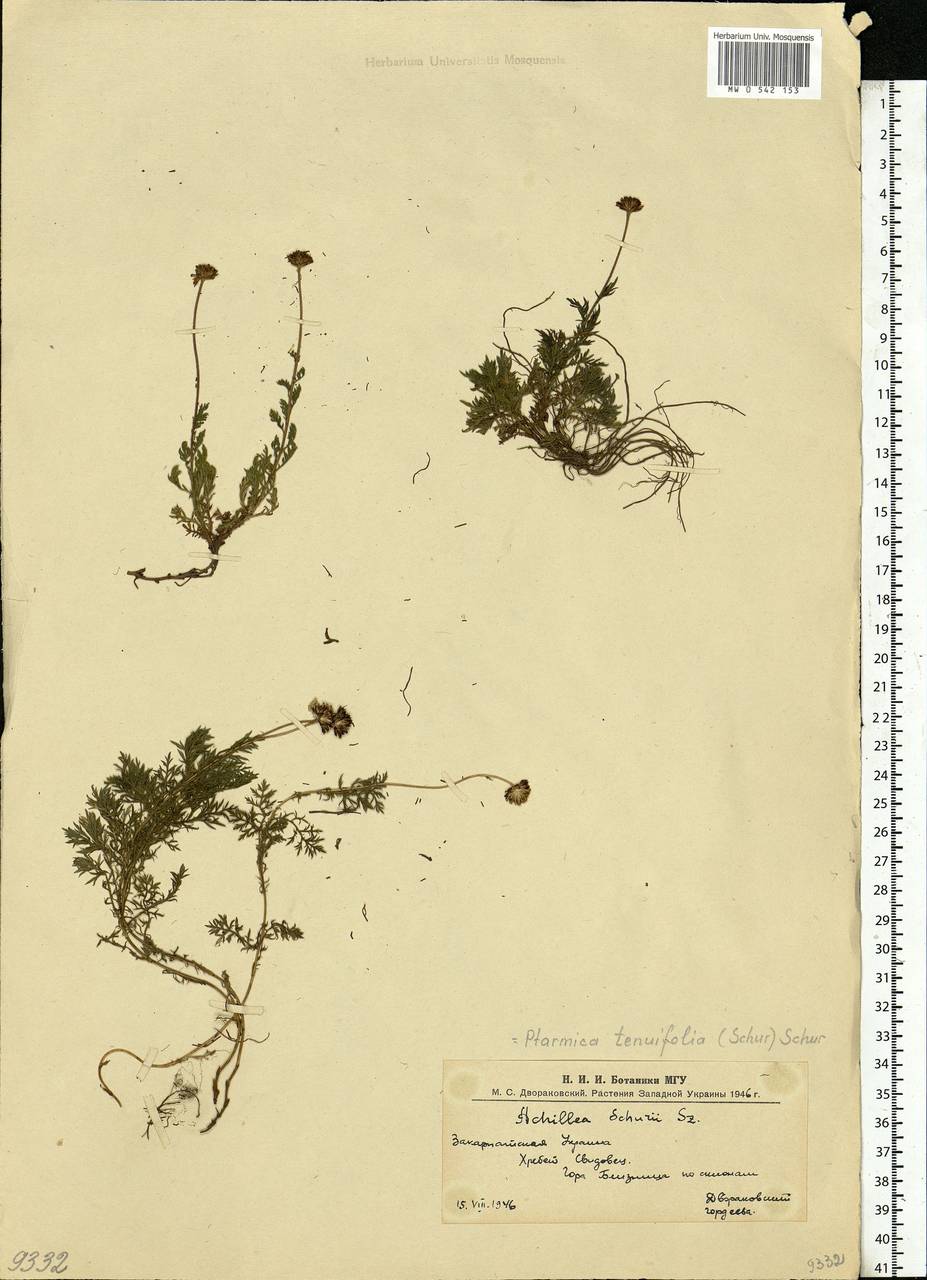 Achillea tenuifolia Lam., Eastern Europe, West Ukrainian region (E13) (Ukraine)