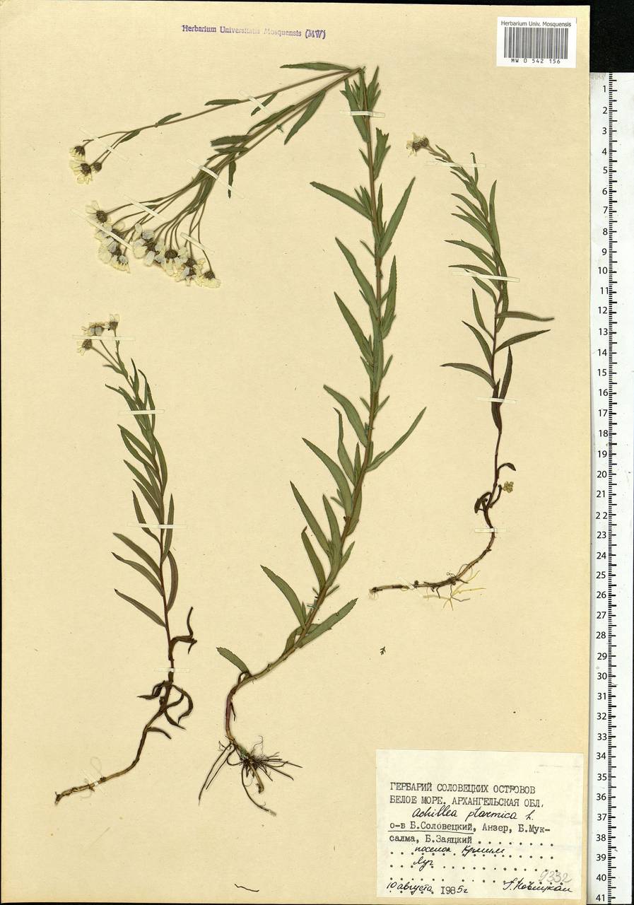 Achillea ptarmica subsp. ptarmica, Eastern Europe, Northern region (E1) (Russia)