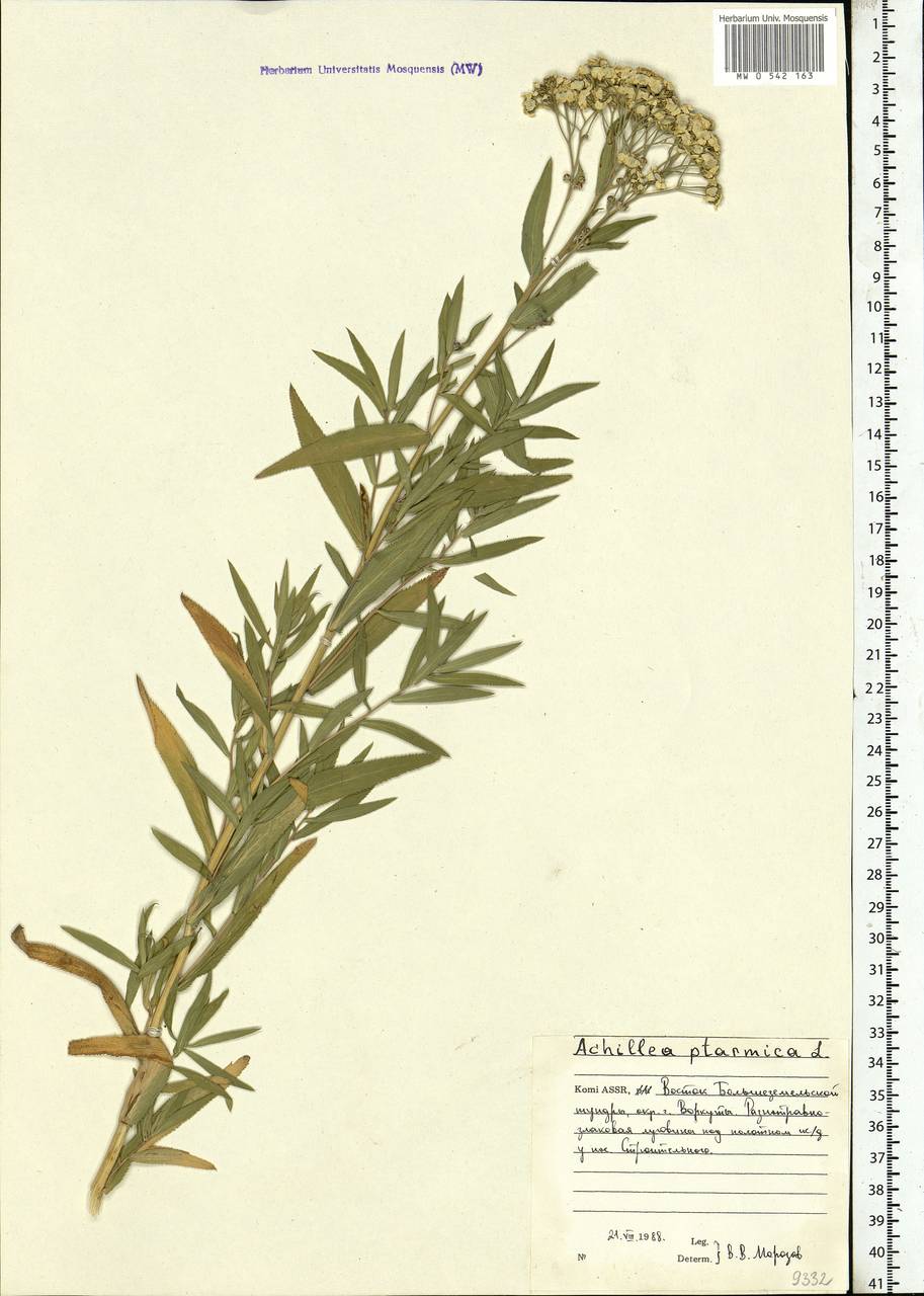 Achillea ptarmica subsp. ptarmica, Eastern Europe, Northern region (E1) (Russia)