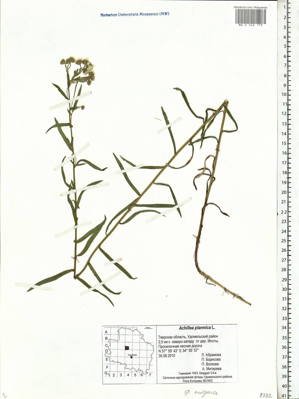 Achillea ptarmica subsp. ptarmica, Eastern Europe, North-Western region (E2) (Russia)