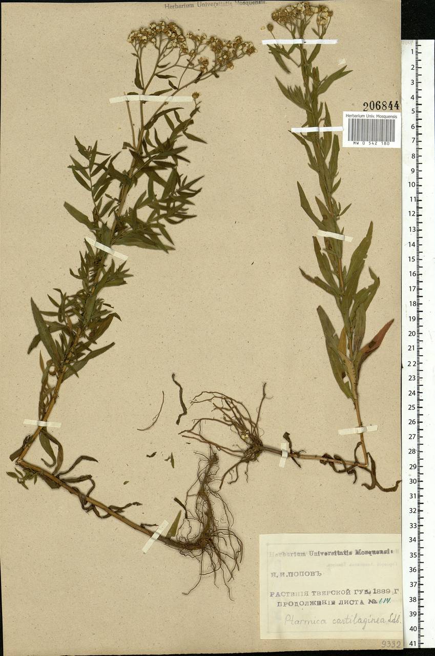 Achillea salicifolia subsp. salicifolia, Eastern Europe, North-Western region (E2) (Russia)