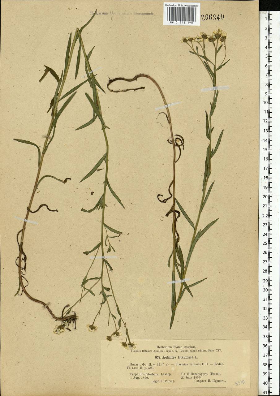 Achillea ptarmica subsp. ptarmica, Eastern Europe, North-Western region (E2) (Russia)