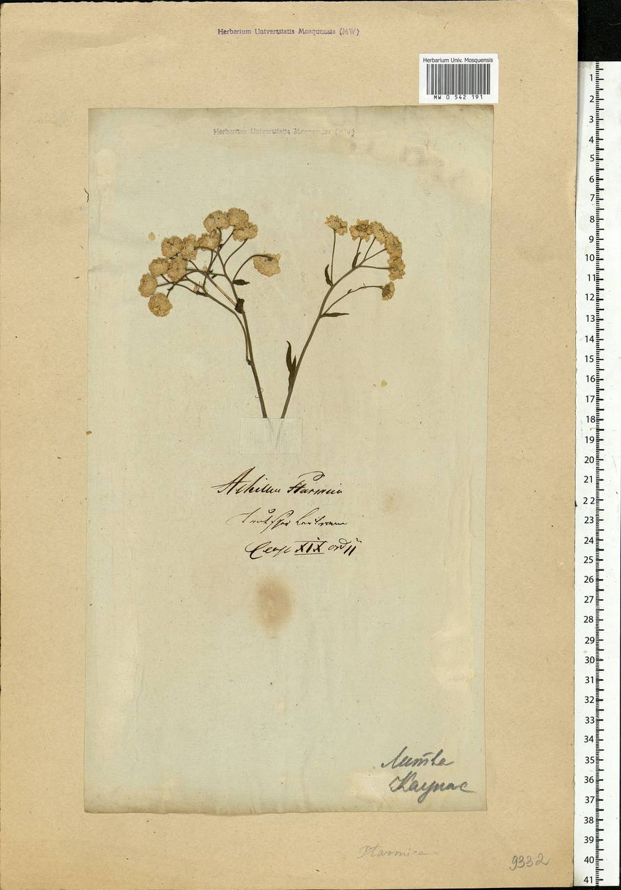 Achillea ptarmica subsp. ptarmica, Eastern Europe, Lithuania (E2a) (Lithuania)