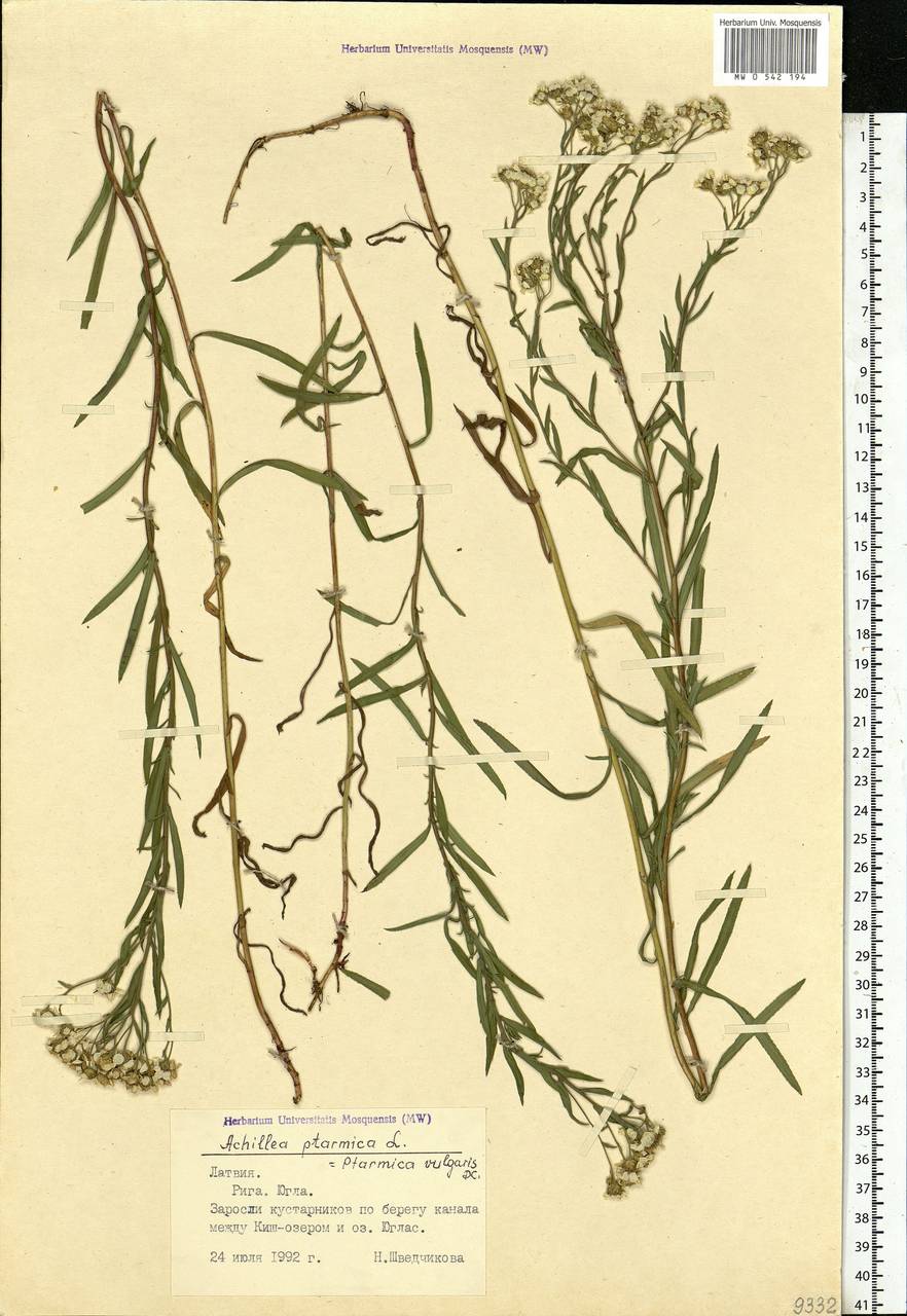 Achillea ptarmica subsp. ptarmica, Eastern Europe, Latvia (E2b) (Latvia)