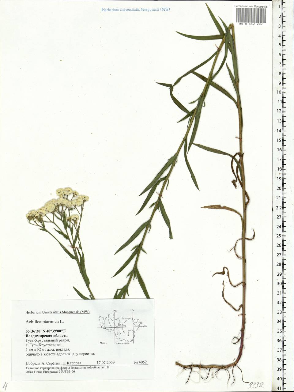 Achillea ptarmica subsp. ptarmica, Eastern Europe, Central region (E4) (Russia)