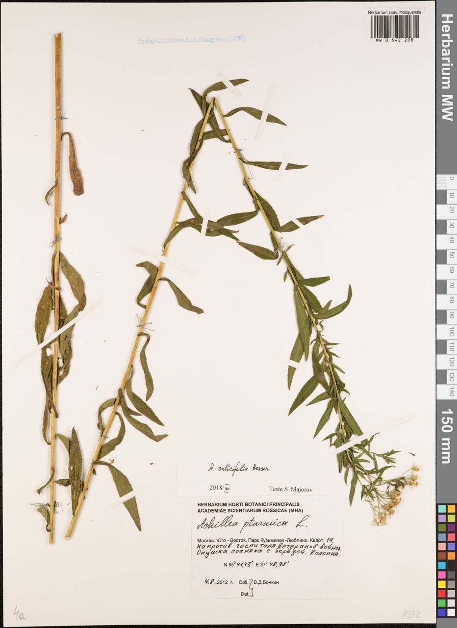Achillea salicifolia subsp. salicifolia, Eastern Europe, Moscow region (E4a) (Russia)
