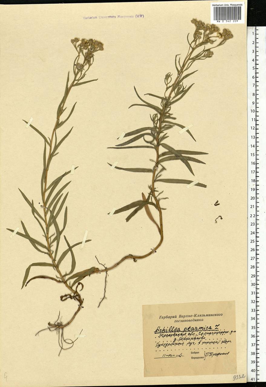 Achillea ptarmica subsp. ptarmica, Eastern Europe, Moscow region (E4a) (Russia)