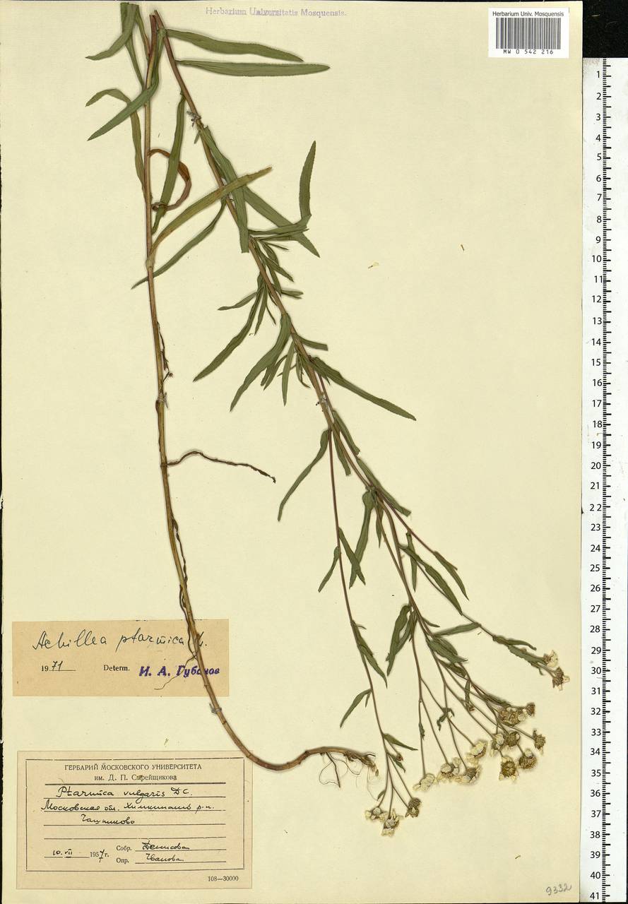 Achillea ptarmica subsp. ptarmica, Eastern Europe, Moscow region (E4a) (Russia)