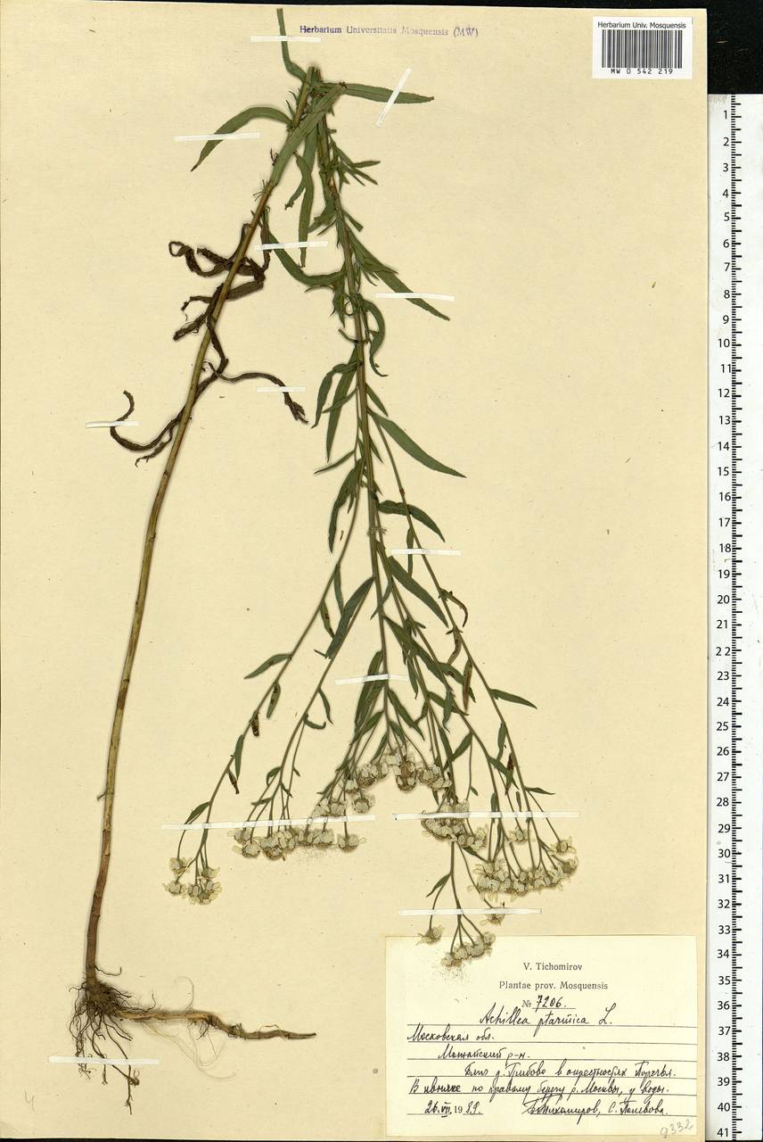 Achillea ptarmica subsp. ptarmica, Eastern Europe, Moscow region (E4a) (Russia)