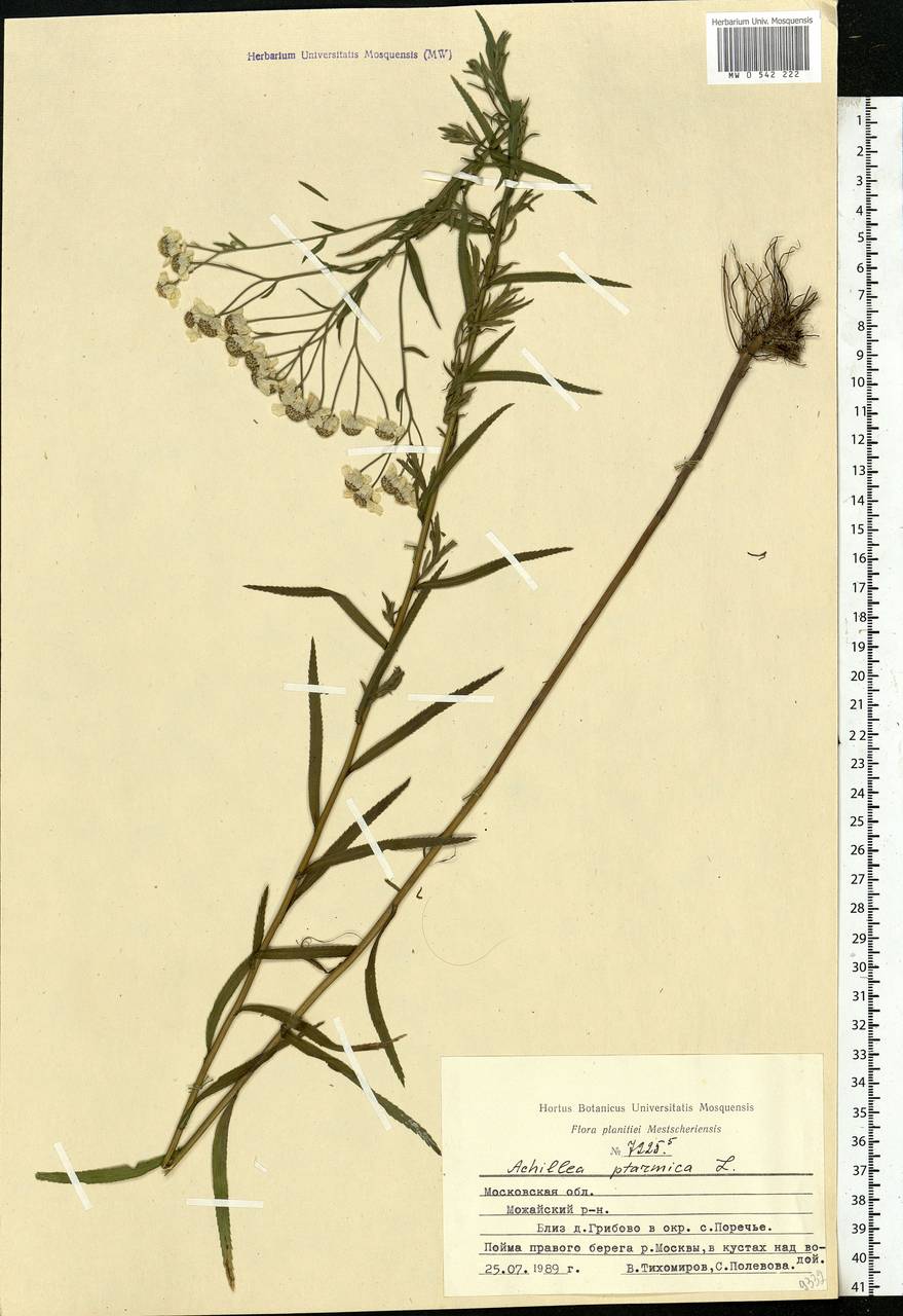 Achillea ptarmica subsp. ptarmica, Eastern Europe, Moscow region (E4a) (Russia)