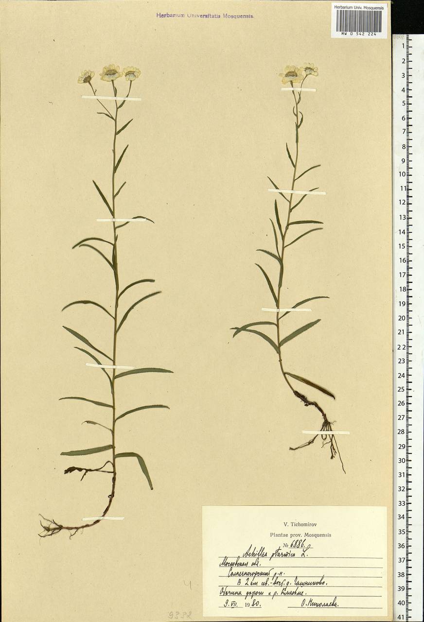 Achillea ptarmica subsp. ptarmica, Eastern Europe, Moscow region (E4a) (Russia)