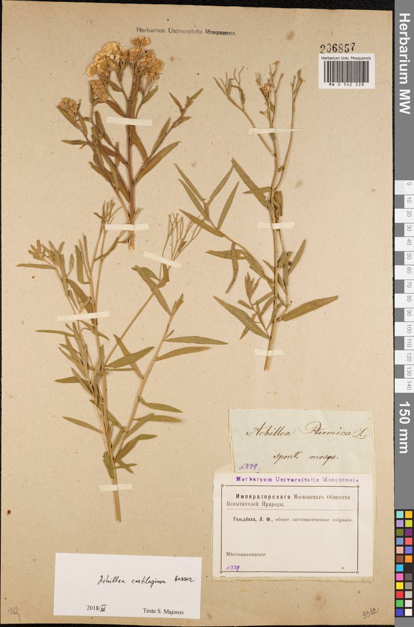 Achillea salicifolia subsp. salicifolia, Eastern Europe, Moscow region (E4a) (Russia)