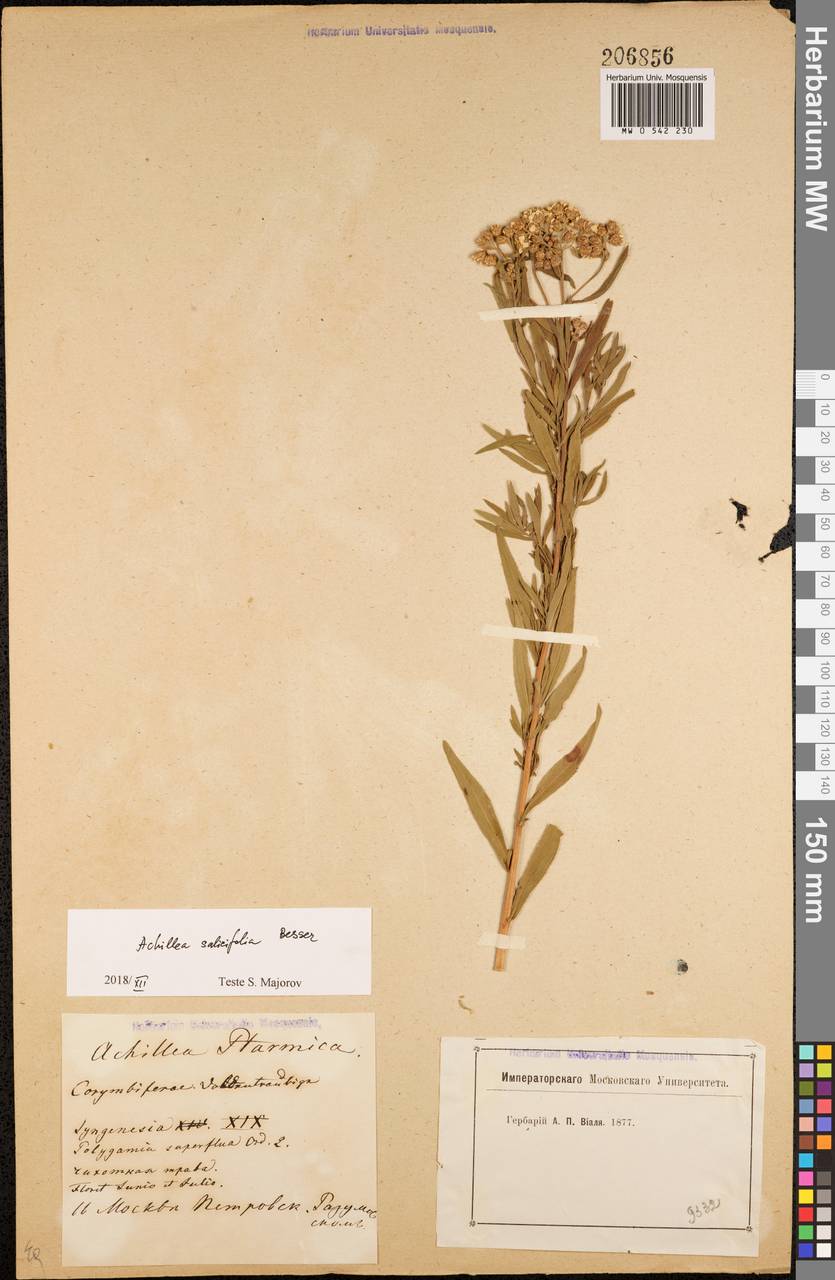 Achillea salicifolia subsp. salicifolia, Eastern Europe, Moscow region (E4a) (Russia)