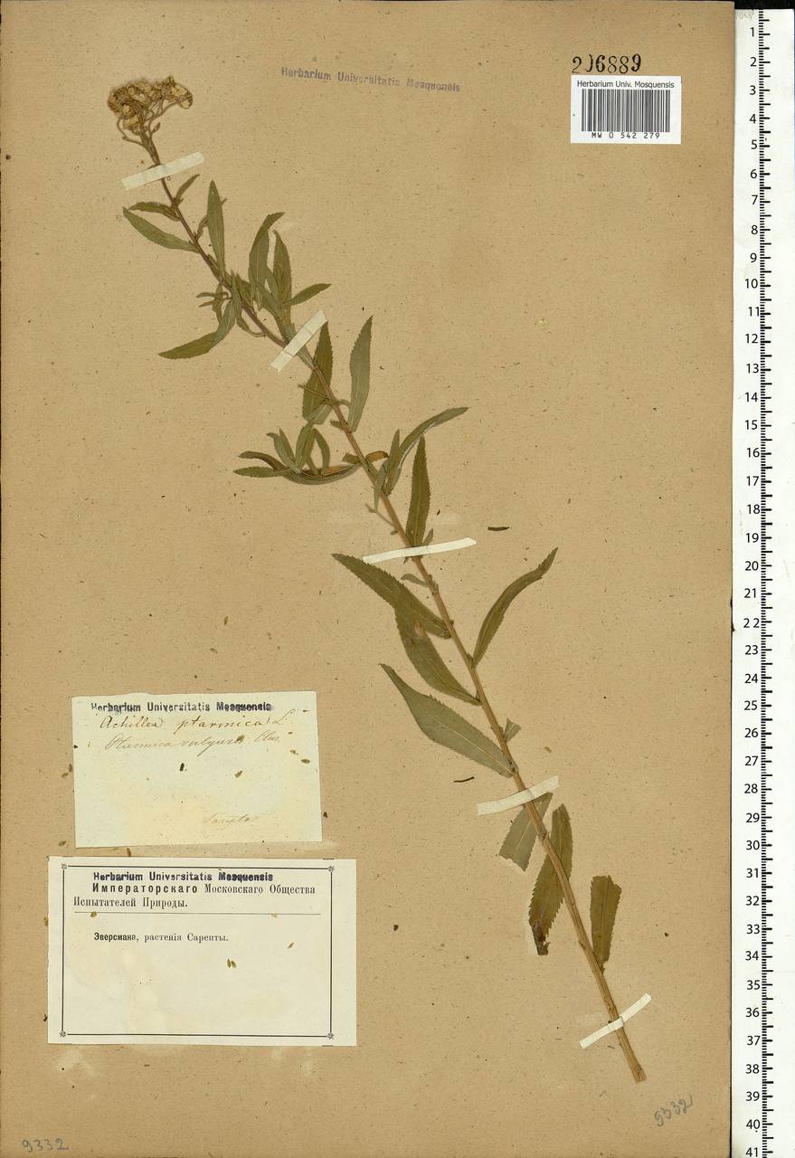 Achillea ptarmica subsp. ptarmica, Eastern Europe, Lower Volga region (E9) (Russia)