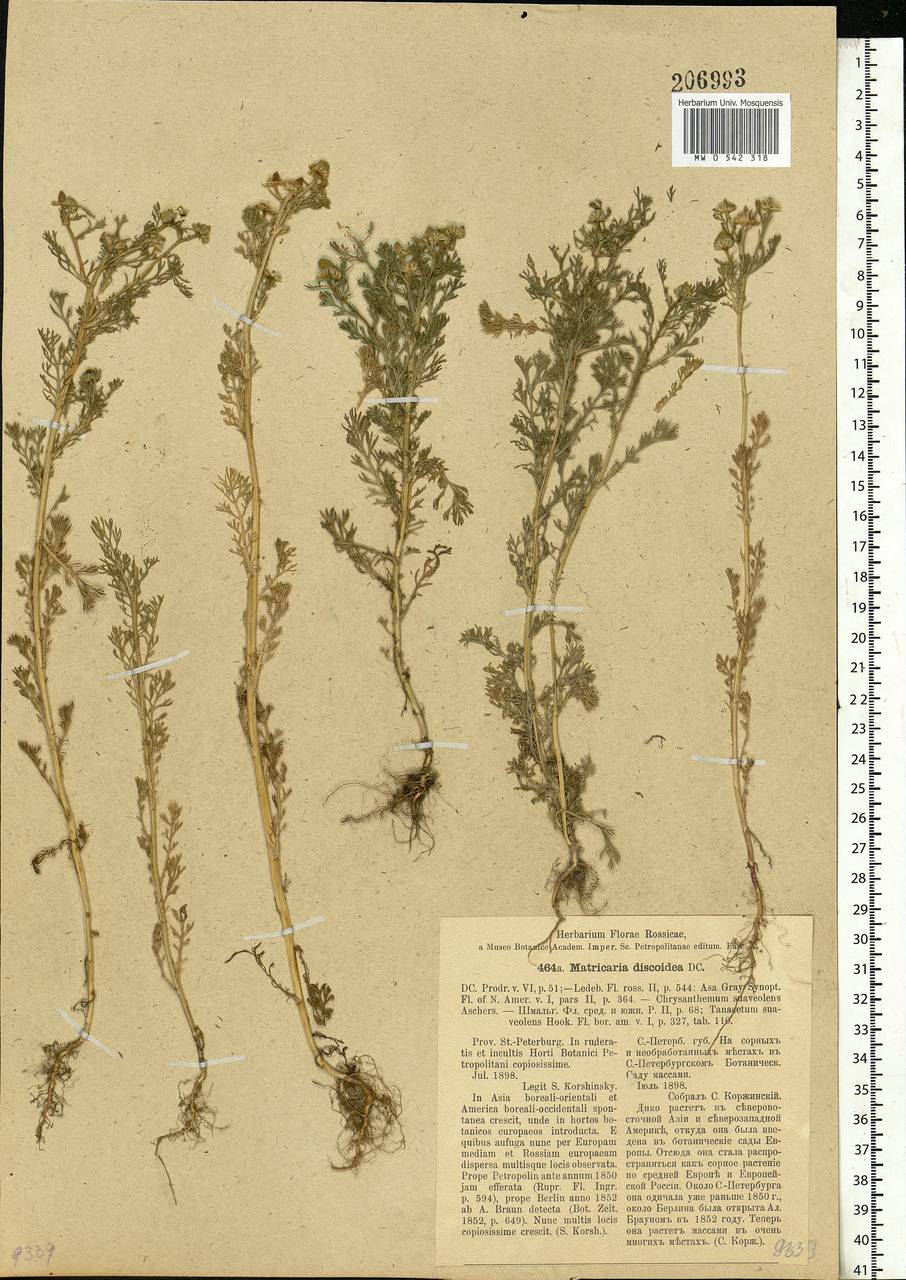 Matricaria discoidea DC., Eastern Europe, North-Western region (E2) (Russia)