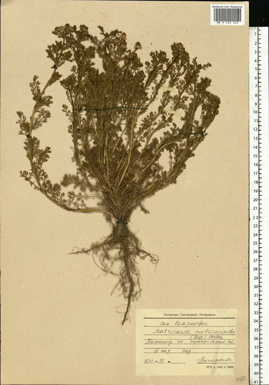 Matricaria discoidea DC., Eastern Europe, North-Western region (E2) (Russia)