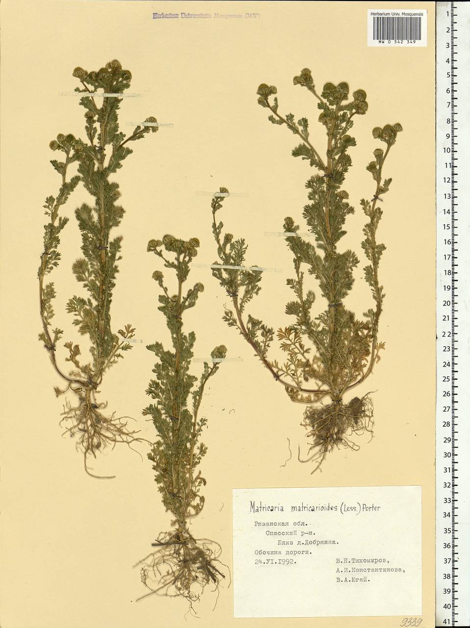 Matricaria discoidea DC., Eastern Europe, Central region (E4) (Russia)