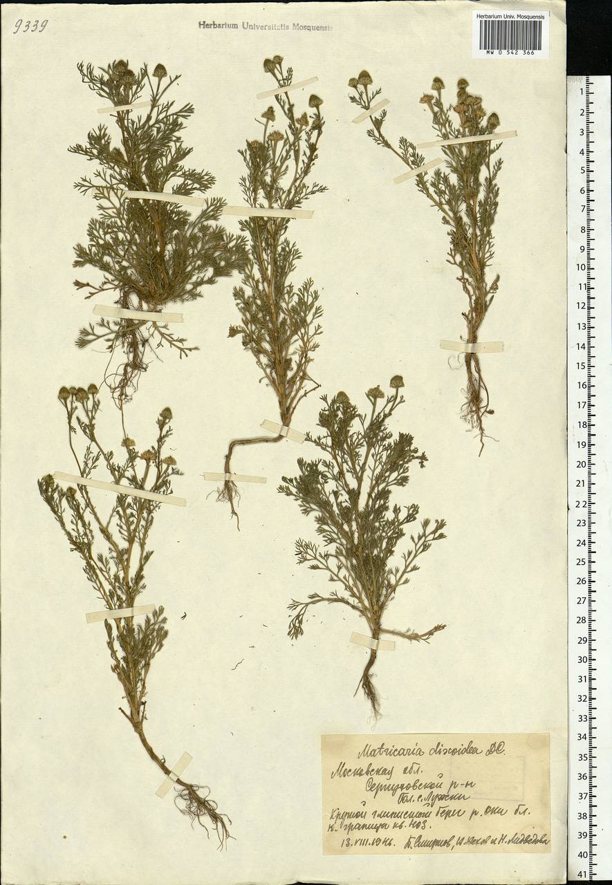 Matricaria discoidea DC., Eastern Europe, Moscow region (E4a) (Russia)