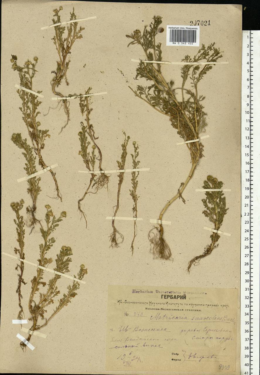 Matricaria discoidea DC., Eastern Europe, Central forest region (E5) (Russia)