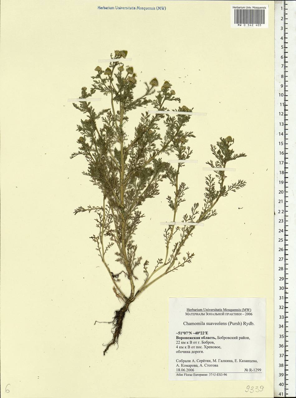 Matricaria discoidea DC., Eastern Europe, Central forest-and-steppe region (E6) (Russia)