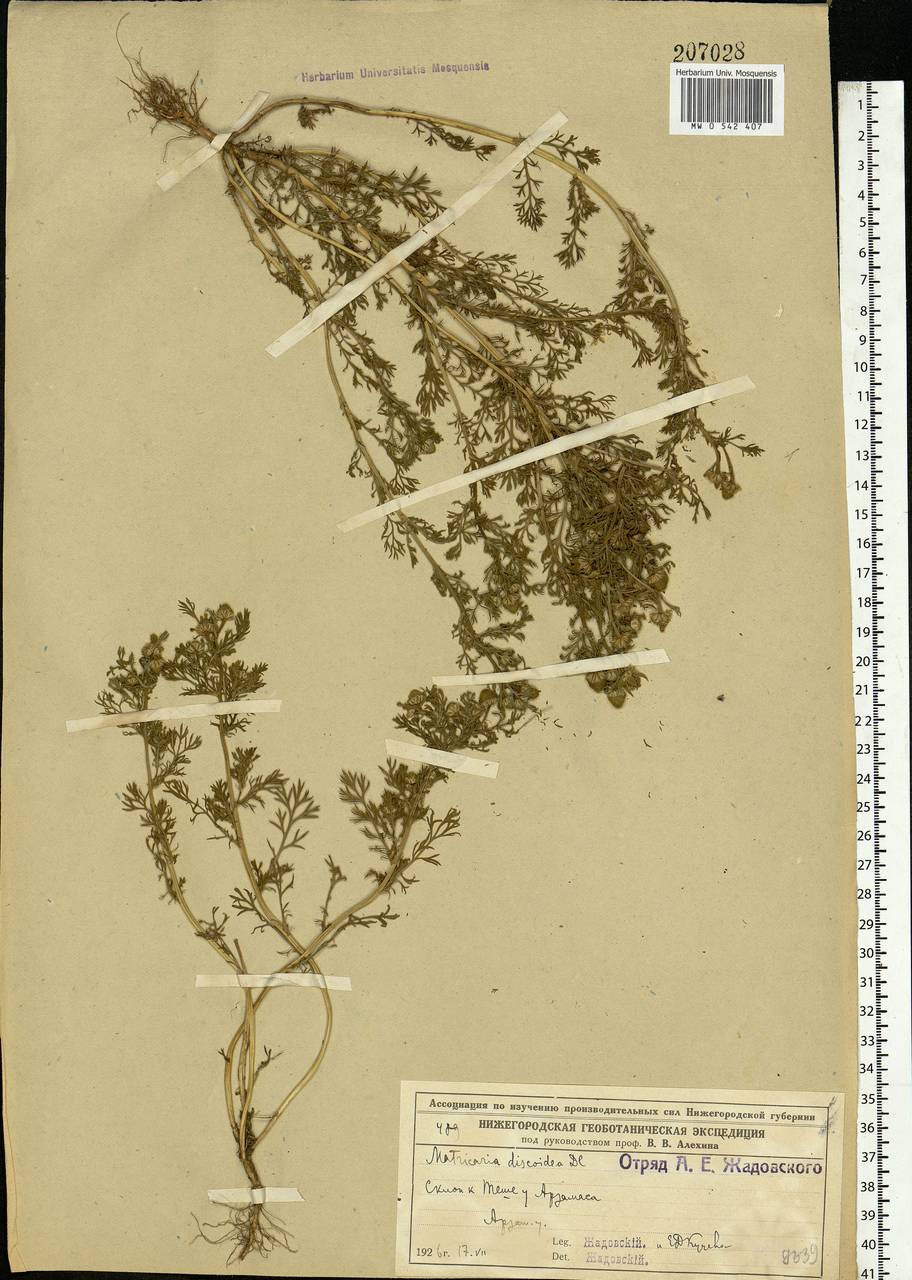 Matricaria discoidea DC., Eastern Europe, Volga-Kama region (E7) (Russia)