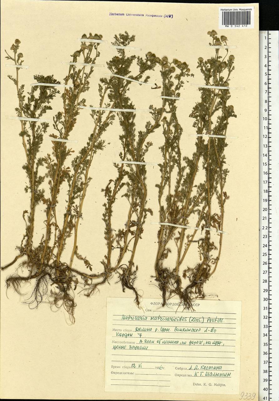 Matricaria discoidea DC., Eastern Europe, Middle Volga region (E8) (Russia)