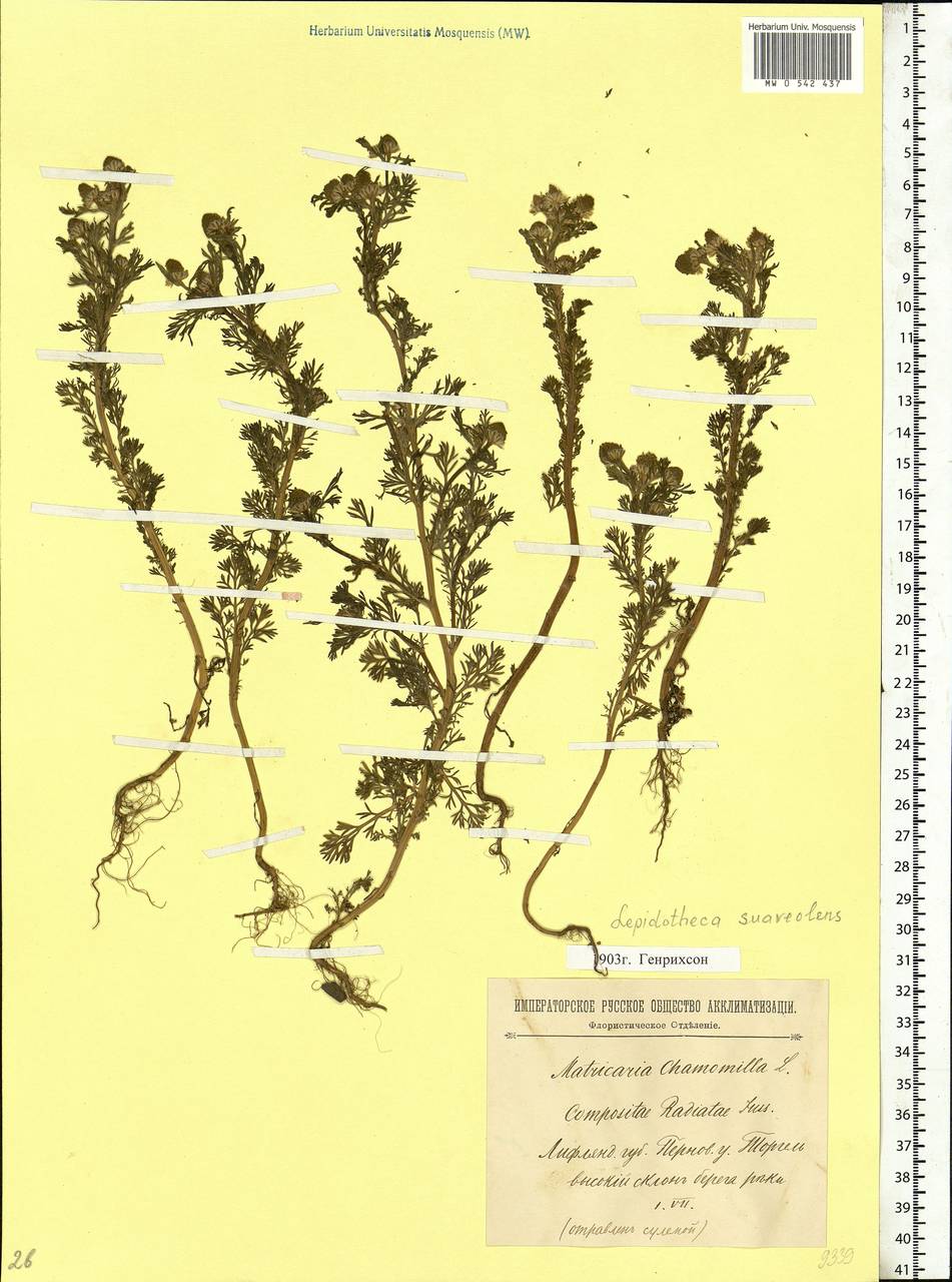 Matricaria discoidea DC., Eastern Europe, Estonia (E2c) (Estonia)